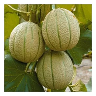 Sárgadinnye Centro F1 Seminis - 1000 szem