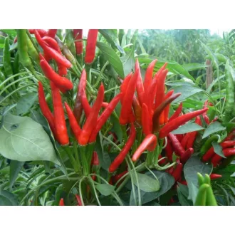 Paprika Kaldóm F1 ZKI - 10.000 szem