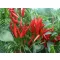 Paprika Kaldóm F1 ZKI - 10.000 szem