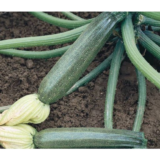 Cukkini Elite F1 ZFW - 100 gramm