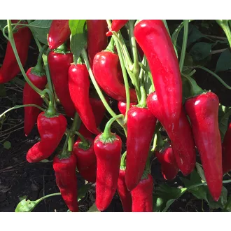 Paprika Pirkadat F1 Duna - 250 szem