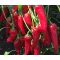 Paprika Pirkadat F1 Duna - 250 szem