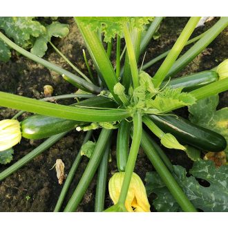 Cukkini Party F1 ( ISI 76 143 ) ZFW - 250 szem