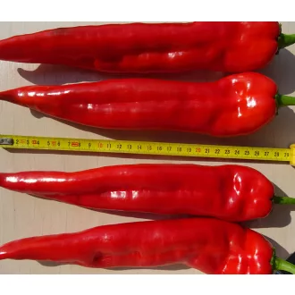 Paprika Giro F1 (13P4628 F1) ZFW - 500 szem