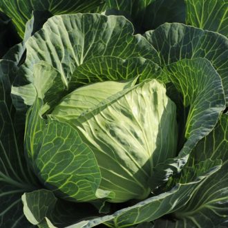 Fejeskáposzta Kilaplon F1 Syngenta - 2500 szem