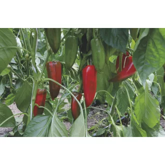 Paprika Khan F1 Kápia Bejo - 1000 szem