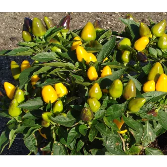 Paprika Foxta Chili ZFW - 1000 szem