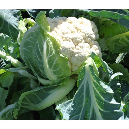 Karfiol Obiwan F1 EliTop ZFW - 2500 szem