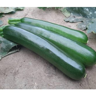 Cukkini Kalimera F1 ZFW - 1000 szem