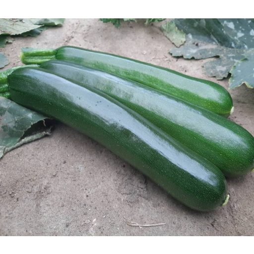 Cukkini Kalimera F1 ZFW - 1000 szem