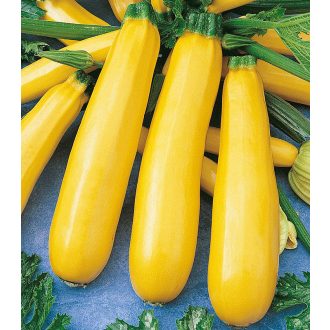 Cukkini Goldline F1 Semo - 50g