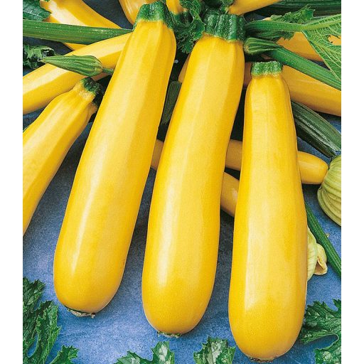 Cukkini Goldline F1 Semo - 50g