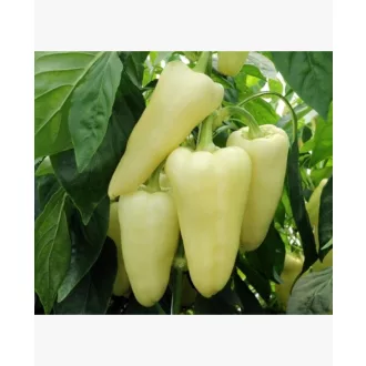 Paprika Tizenegyes ZKI - 1000 szem