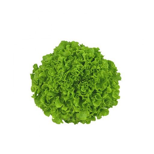 Saláta Bifrie (80-171) RZ Batávia - 1000 szem