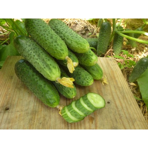 Uborka Dafne F1 Semo - 25g