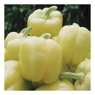 Paprika Blondy F1 - 500 szem