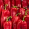 Paprika Priorica F1 (35-KR1266) RZ - 1000 szem