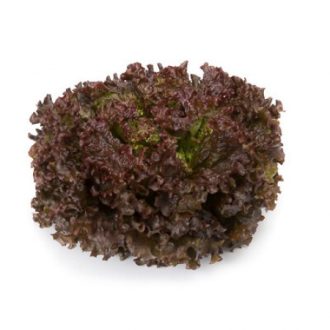 Saláta Mineral (81-551) Rz Batávia - 1000 szem