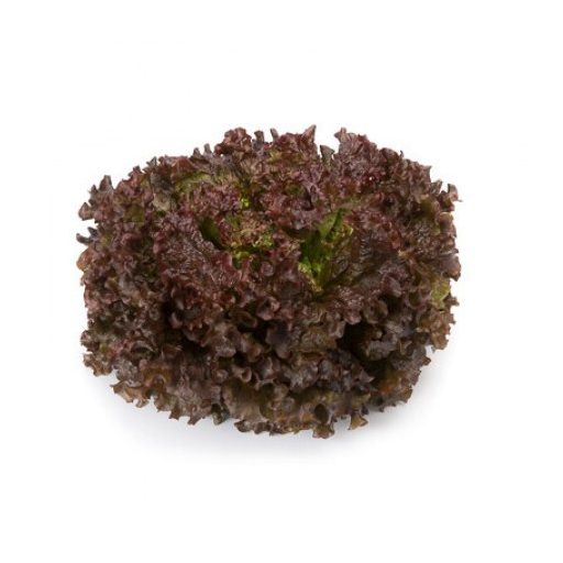 Saláta Mineral (81-551) Rz Batávia - 1000 szem