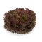 Saláta Mineral (81-551) Rz Batávia - 1000 szem