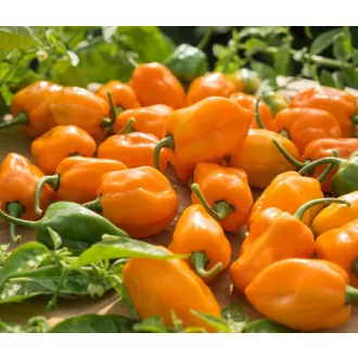 Paprika Habanero Orange Chili ZFW - 50 szem