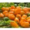 Paprika Habanero Orange Chili ZFW - 50 szem