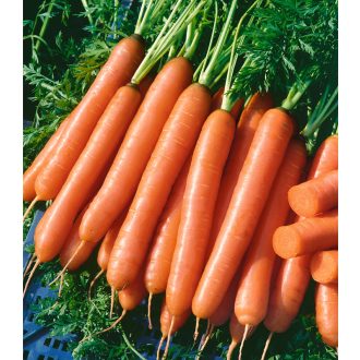 Sárgarépa Jolana F1 Semo - 50g