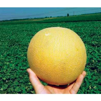 Sárgadinnye Citirex F1 EliSem ZFW - 500 szem