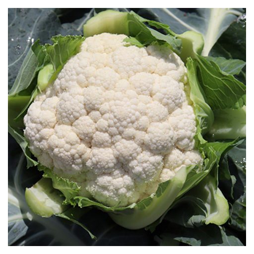 Karfiol Jakku F1 Syngenta - 2500 szem