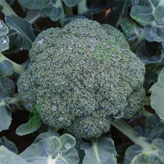 Brokkoli Gongga F1 Syngenta - 2500 szem