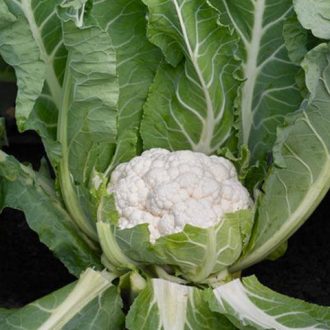 Karfiol Andromeda F1 Syngenta - 2500 szem