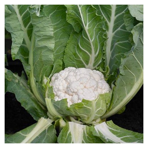 Karfiol Andromeda F1 Syngenta - 2500 szem