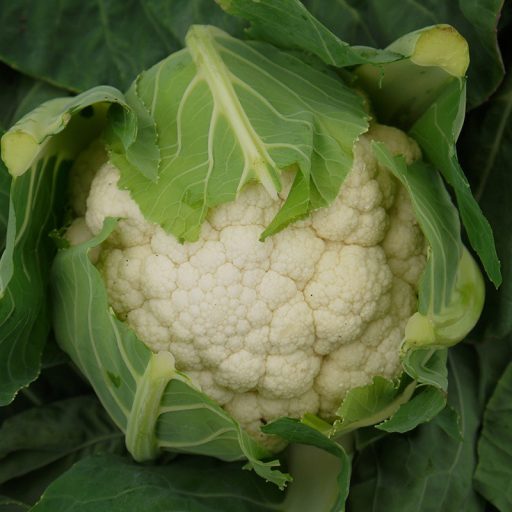 Karfiol Fortaleza F1 Seminis - 2500 Szem