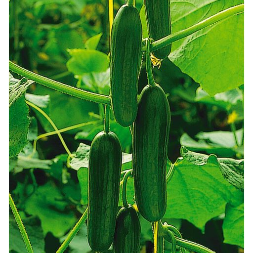 Uborka Cadiar F1 Semillas Fito - 500 szem