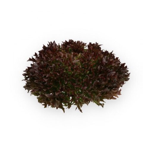 Saláta Stronex (79-IN5408) RZ Salanova - 1000 szem