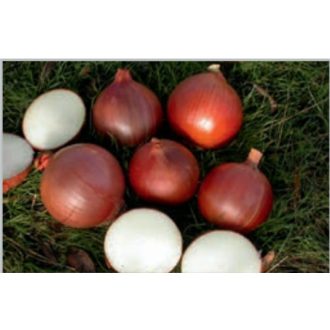 Vöröshagyma Ciclope (Küklopsz) ZFW - 125.000 szem (0.5kg)