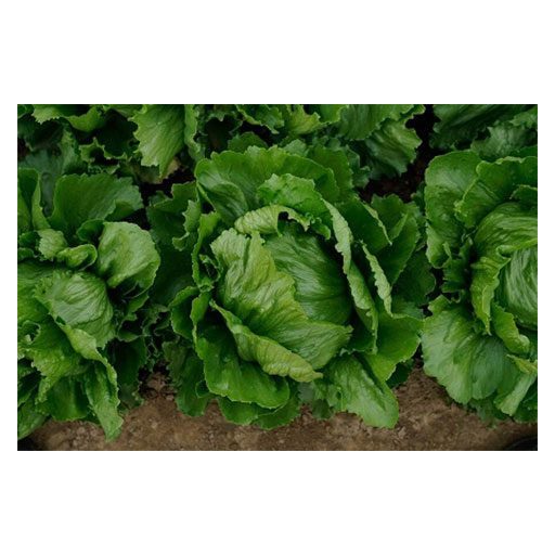 Saláta Ice Music Jégsaláta Syngenta - 5000 szem