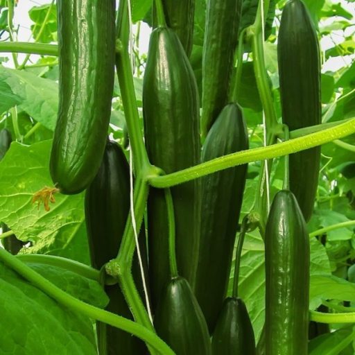 Uborka Colosseum F1 Kígyó Agrosel - 20 szem