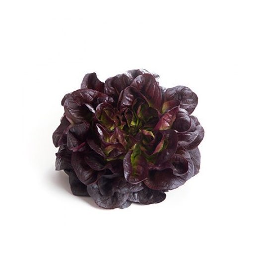 Saláta Kalat (79-224) RZ Salanova - 1000 szem