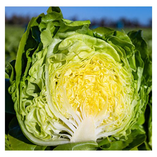 Saláta Karmian Syngenta - 5000 szem