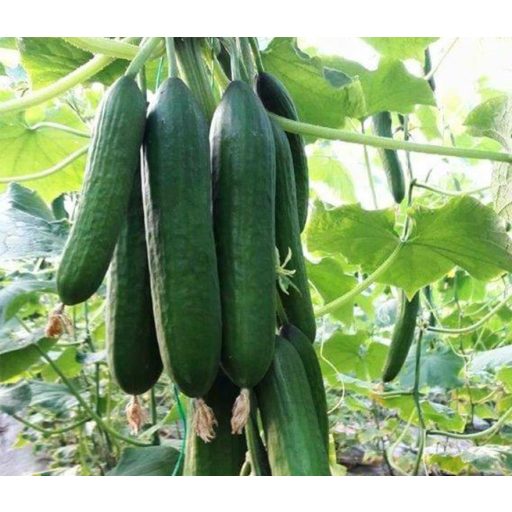 Uborka Girdap F1 ZFW - 100 szem