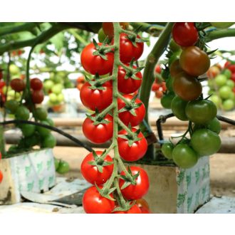 Paradicsom Sassolyno F1 (UG 258-14) Unigen Seeds - 100 szem