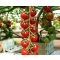 Paradicsom Sassolyno F1 (UG 258-14) Unigen Seeds - 100 szem