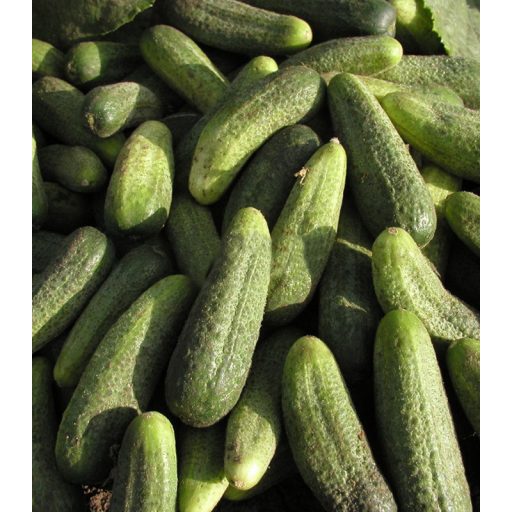 Uborka Ornello F1 Semo - 25g