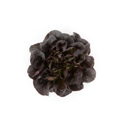 Saláta Davinci (79-209) RZ Salanova - 1000 szem