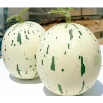 Sárgadinnye Dalmatian F1 ZFW - 500 szem