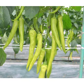 Paprika Marvel F1 Hegyes Édes ZFW - 250 szem