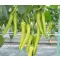 Paprika Marvel F1 Hegyes Édes ZFW - 250 szem