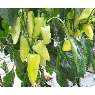 Paprika Bodrog F1 Duna - 250 szem
