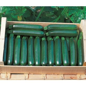 Cukkini Cora F1 ZFW - 1000 szem